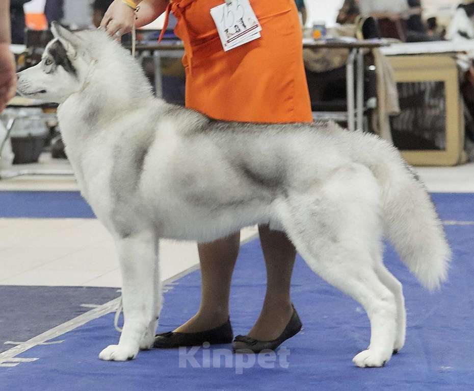 Собаки в Санкт-Петербурге: Кобель хаски для вязки Мальчик, 5 000 руб. - фото 1