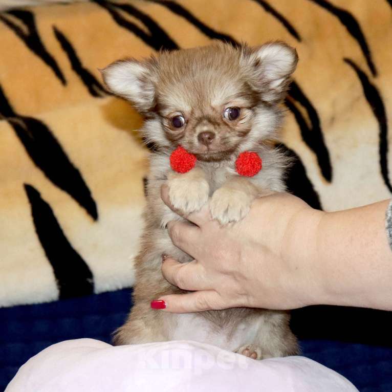Собаки в Москве: кукольная ДЕВОЧКА Девочка, 100 000 руб. - фото 2