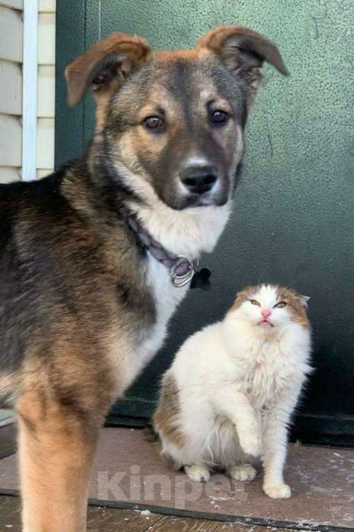 Собаки в Москве: Умничка щенок Васька ищет дом и доброго хозяина Девочка, Бесплатно - фото 2