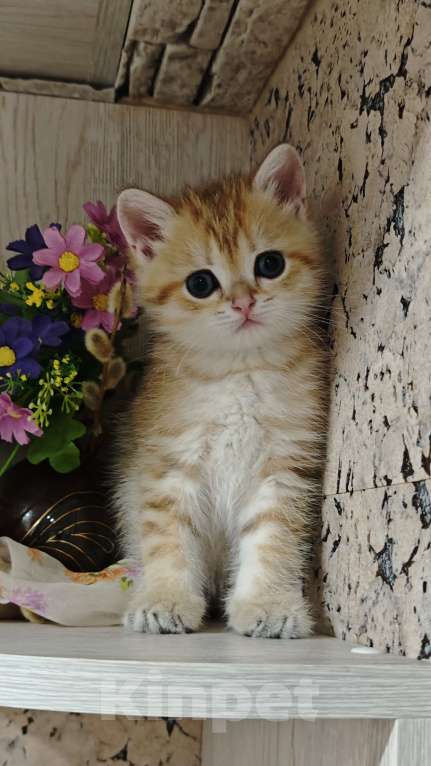 Кошки в Ангарске: Флис зелёноглазый Нежный золотой Британчик Мальчик, 35 000 руб. - фото 3