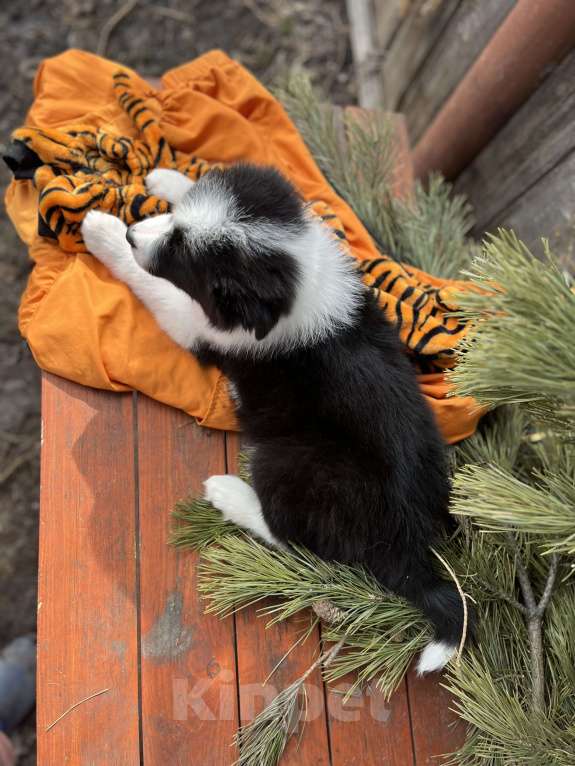 Собаки в других городах Алтайского края: Щенки породы Бордер Колли (д/ш) Мальчик, 130 000 руб. - фото 5