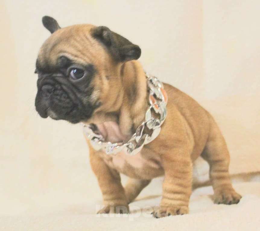 Собаки в Москве: Щенки французики Девочка, 130 000 руб. - фото 5