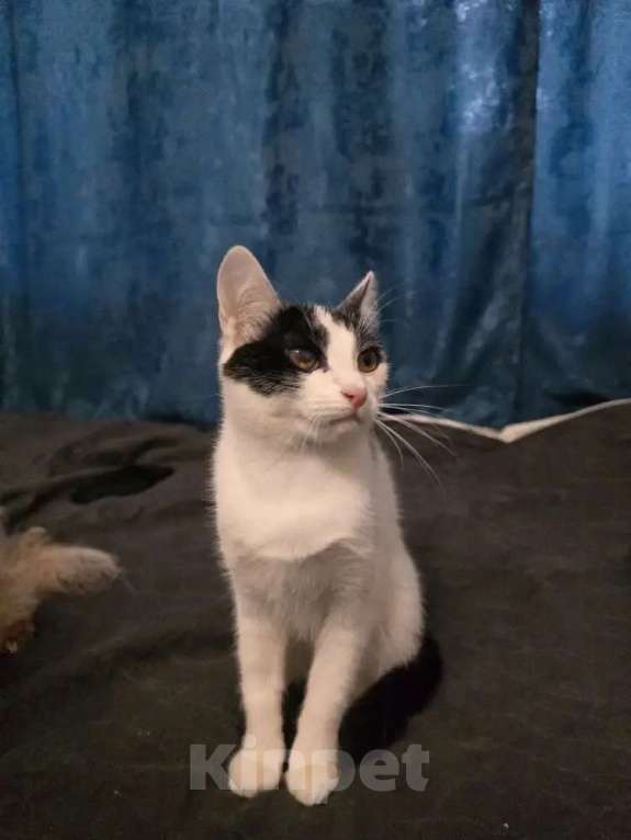 Кошки в Москве: Кошечка 8 месяцев Девочка, 150 руб. - фото 3