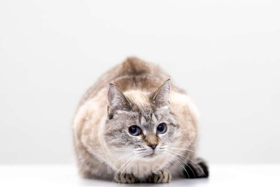 Кошки в Москве: кошка Сима в добрые руки Девочка, Бесплатно - фото 2