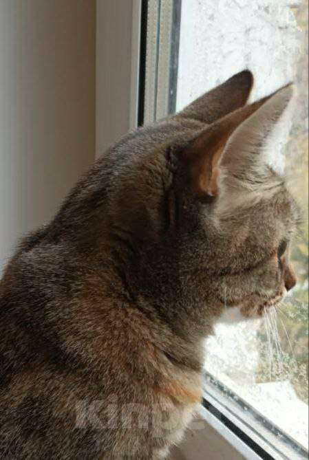 Кошки в Щелково: Ириска кроткая нежная девочка Девочка, Бесплатно - фото 5