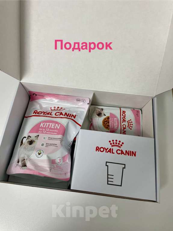 Кошки в Нижнем Новгороде: Шотландские котята Разнополые, 22 000 руб. - фото 4