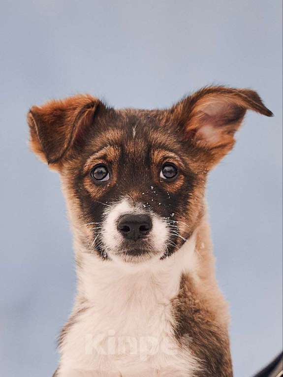 Собаки в других городах Московской области: Марио якутенок Мальчик, Бесплатно - фото 6