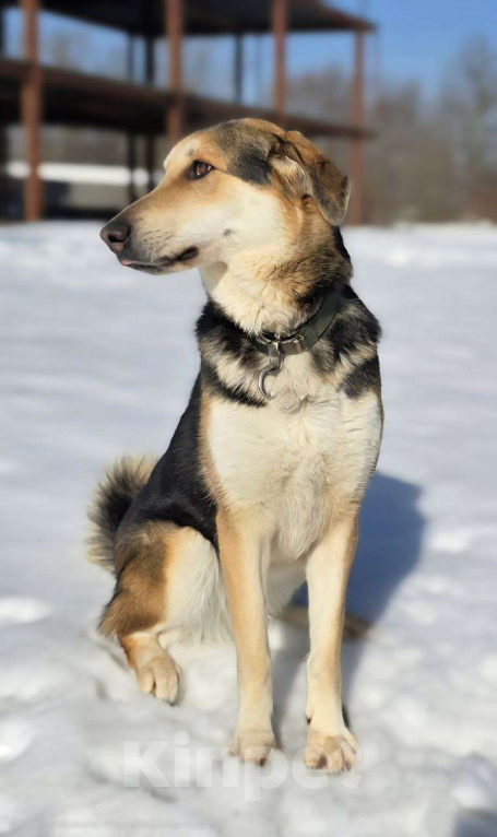 Собаки в Королеве: Нежная Лаура ждет свою семью Девочка, Бесплатно - фото 8