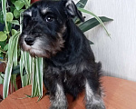 Собаки в Москве: Щенок цвергшнауцера Девочка, Бесплатно - фото 2