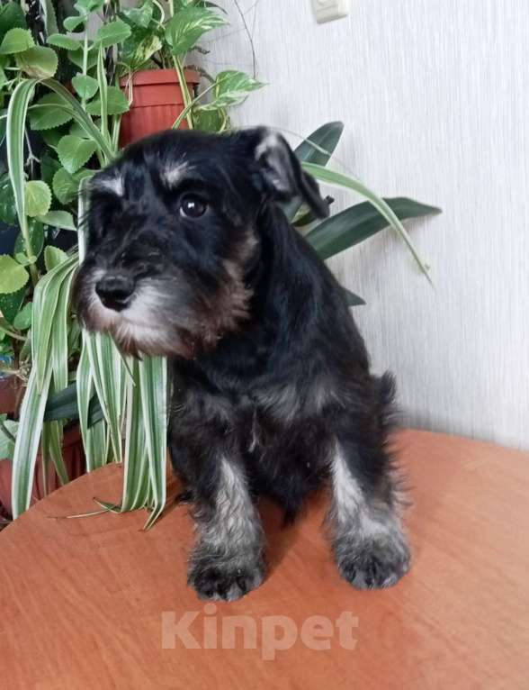 Собаки в Москве: Щенок цвергшнауцера Девочка, Бесплатно - фото 2