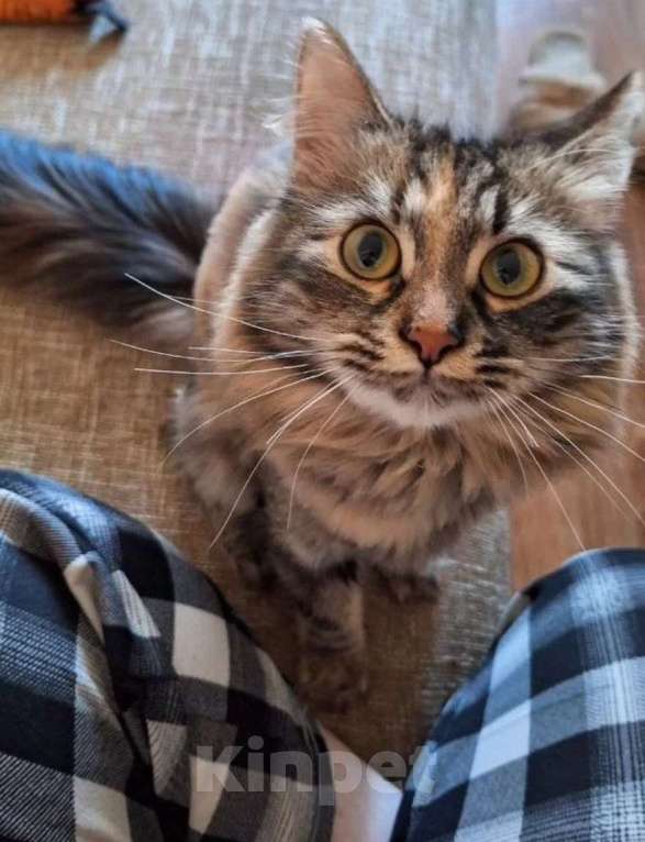 Кошки в Липецке: Пушистая Роза) Девочка, Бесплатно - фото 2