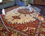 Кошки в Рязани: Отдаем котят Девочка, Бесплатно - фото 5