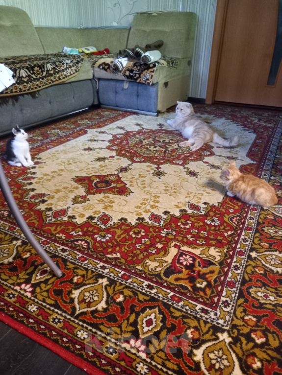 Кошки в Рязани: Отдаем котят Девочка, Бесплатно - фото 5