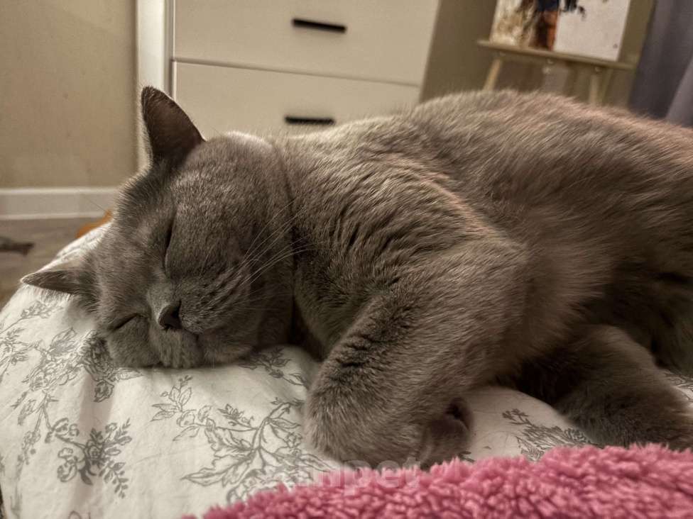 Кошки в других городах Московской области: В добрые ручки Мальчик, Бесплатно - фото 6