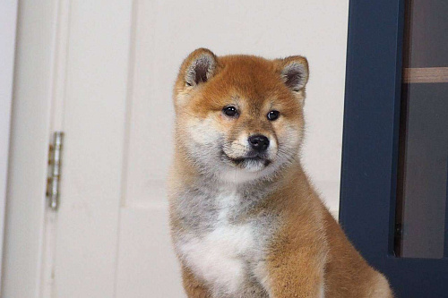 Шиба ину щенки