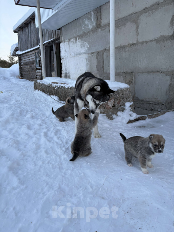 Собаки в других городах Свердловской области: Белка Девочка, Бесплатно - фото 2