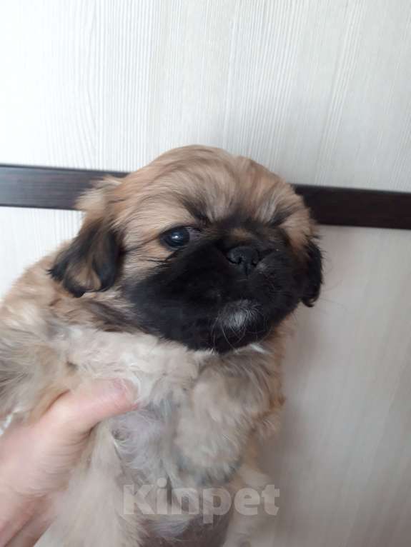 Собаки в Москве: Щенок пекинеса , девочка Девочка, 8 000 руб. - фото 2