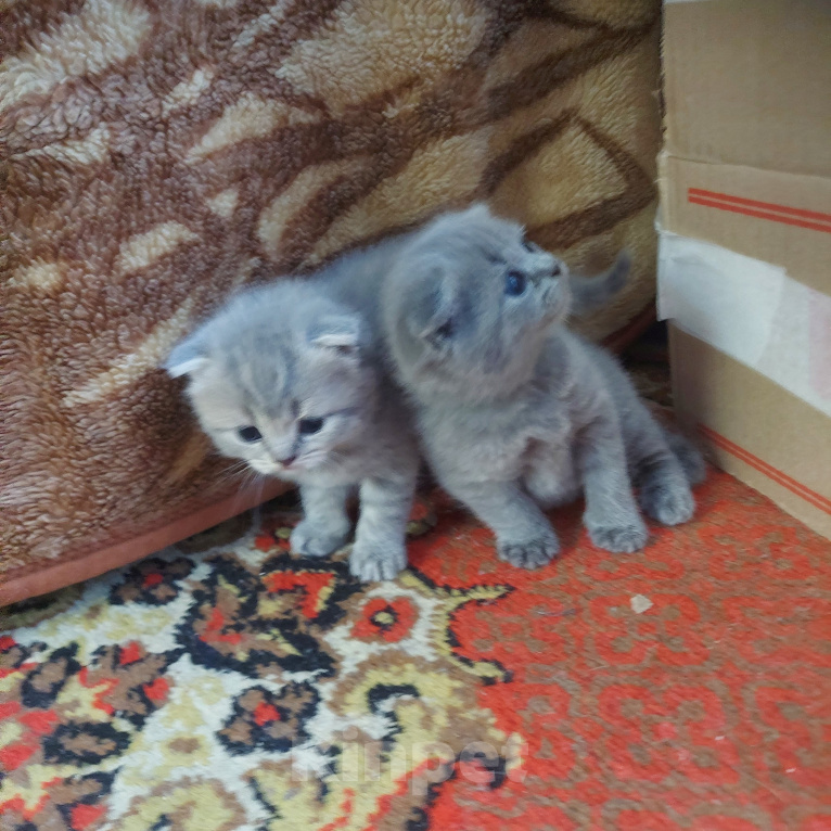 Кошки в других городах Приморского края: Продажа котят Девочка, 9 000 руб. - фото 8