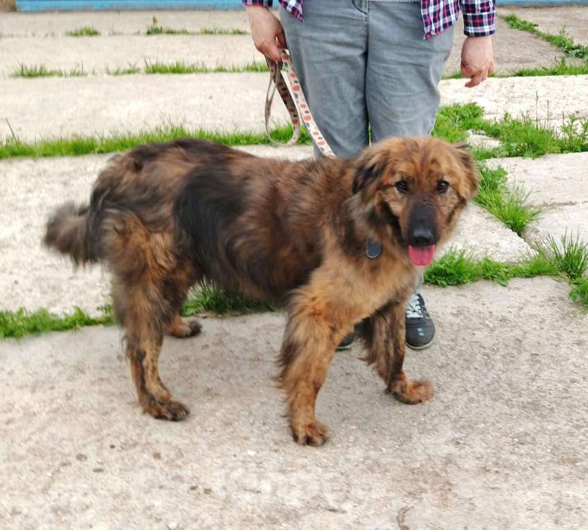 Собаки в Москве: Тигруша живет надеждой встретить свою семью! Мальчик, Бесплатно - фото 3