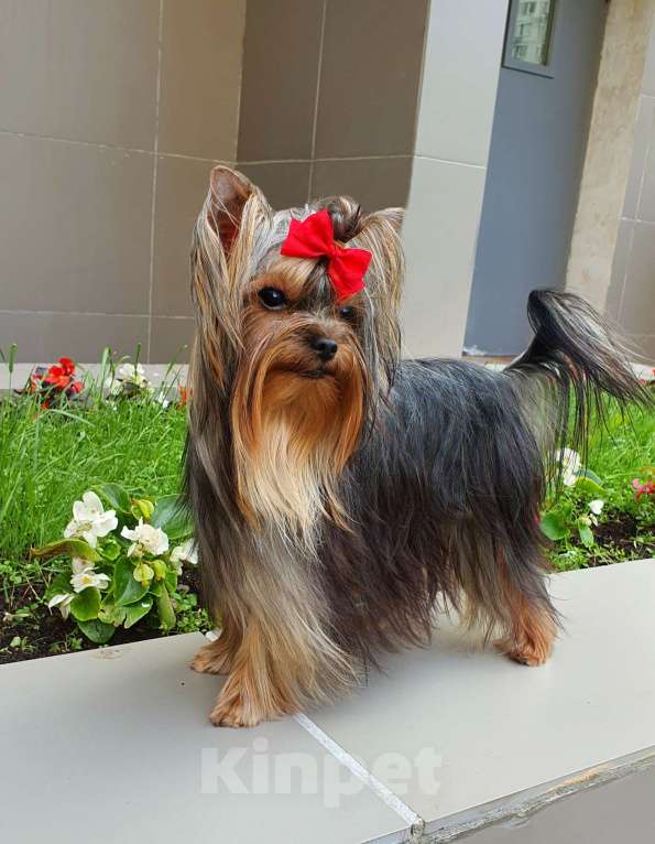 Собаки в Москве: МАЛЬЧИК МЕЛКИЙ СТАНДАРТ РКФ Мальчик, 40 руб. - фото 8