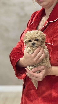 Объявление: Микро мальтипу f1, 120 000 руб., Москва