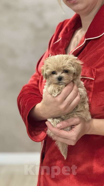 Собаки в Москве: Микро мальтипу f1 Девочка, 120 000 руб. - фото 1