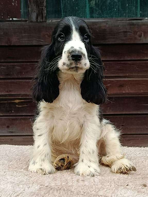 Собаки в Зеленограде: Английский кокер спаниель щенки Девочка, 60 000 руб. - фото 2