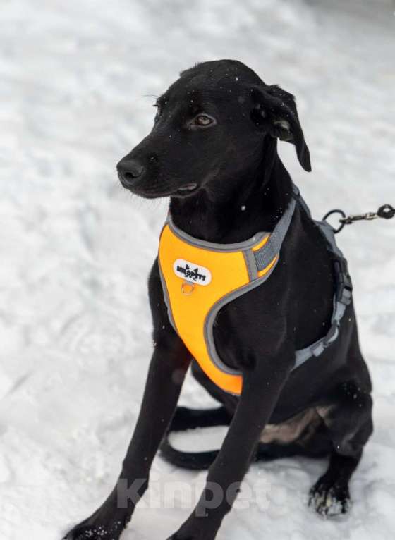 Собаки в Химках: Лора в поиске дома Девочка, Бесплатно - фото 5