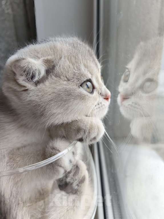 Кошки в Москве: Violet Luna Девочка, 50 000 руб. - фото 3
