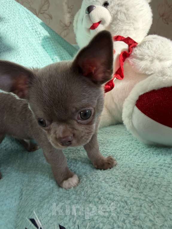 Собаки в Ижевске: Щенок чихуахуа Мальчик, 50 000 руб. - фото 10