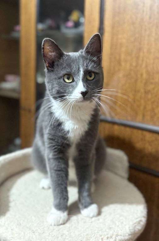 Кошки в Обнинске: красивый котик Семик ждет хозяина Мальчик, Бесплатно - фото 2