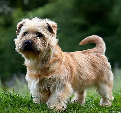 Глен оф Имаал терьер