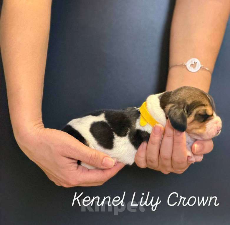 Собаки в Москве: бассет хаунд щенки Девочка, Бесплатно - фото 5