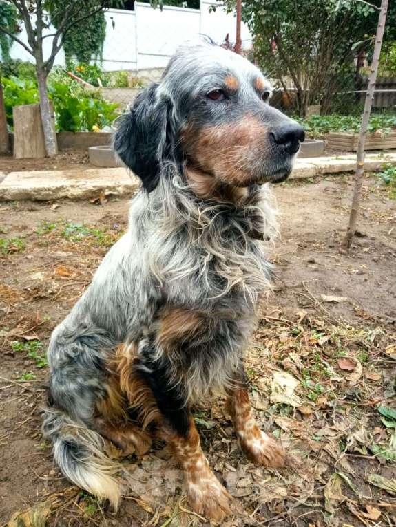 Собаки в Ростове-на-Дону: Пропал сеттер Мальчик, 100 руб. - фото 2