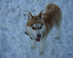 Собаки в Липецке: Хаски Вязка, 1 000 руб. - фото 6