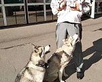 Собаки в Подольске: Щенки сибирской хаски, 15 000 руб. - фото 3