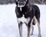 Собаки в Солнечногорске: Милый ушастик в добрые руки Мальчик, Бесплатно - фото 3