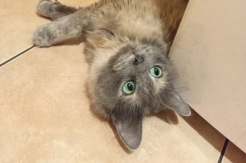 котенок Серафима в добрые руки