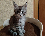 Кошки в других городах Смоленской области: Котята Мейн-Кун Мальчик, 35 000 руб. - фото 3