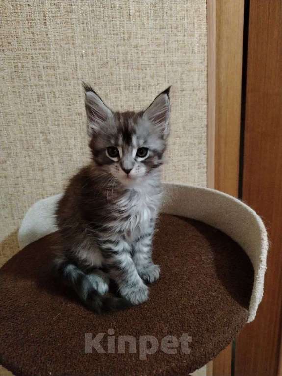 Кошки в других городах Смоленской области: Котята Мейн-Кун Мальчик, 35 000 руб. - фото 3