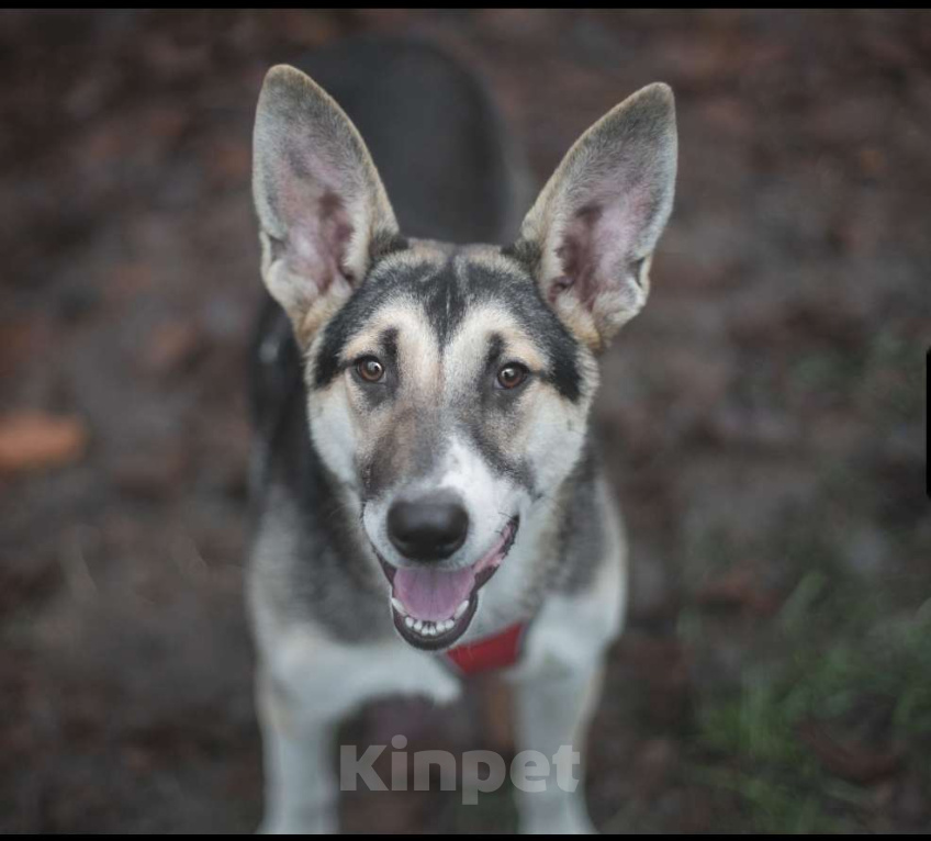 Собаки в Москве: Эльза Девочка, Бесплатно - фото 1