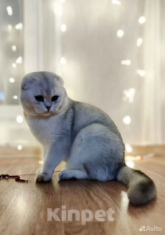 Кошки в Челябинске: вязка шотландский вислоухий кот Мальчик, 5 000 руб. - фото 2