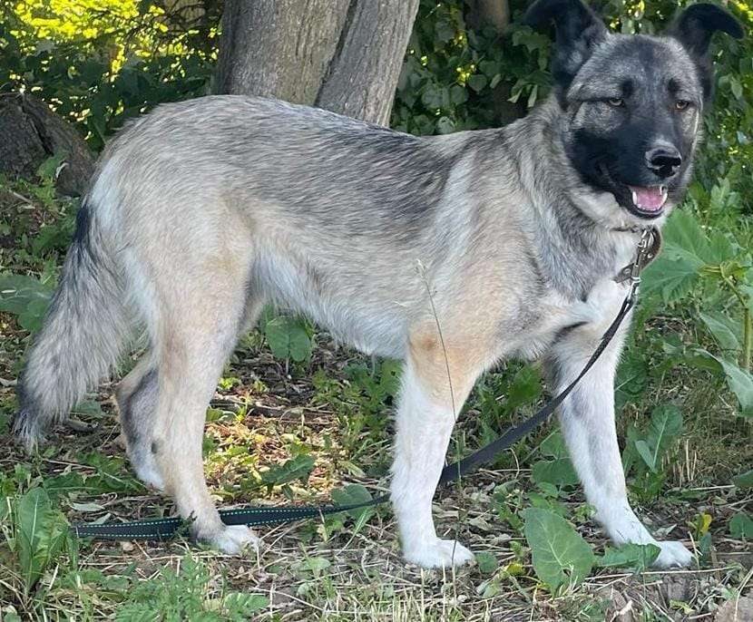 Собаки в Москве: Добродушная собака Афина в добрые руки Девочка, Бесплатно - фото 4
