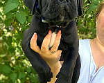 Собаки в Гатчине: Щенки кане-корсо Мальчик, 70 000 руб. - фото 2