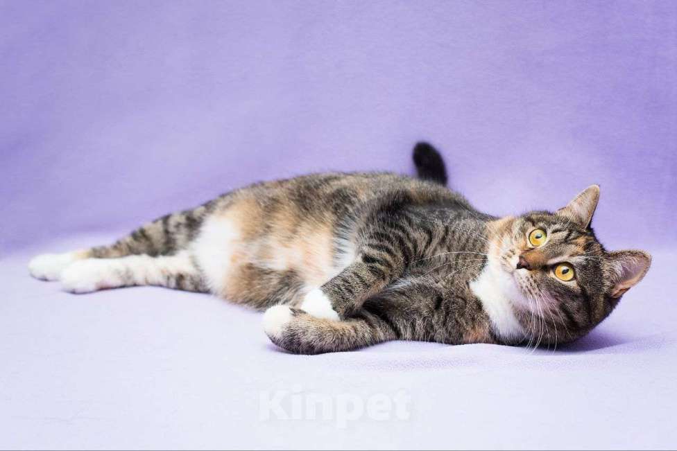 Кошки в Москве: Самая ласковая на свете кошечка ищет людей, готовых полюбить ее Девочка, Бесплатно - фото 2