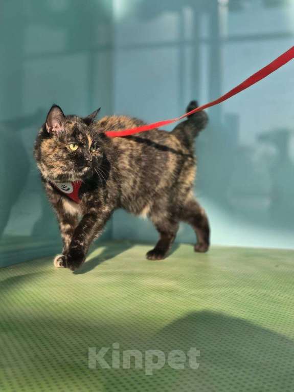 Кошки в Москве: Стелла – кошка, которая не потеряла веру в людей! Девочка, Бесплатно - фото 6