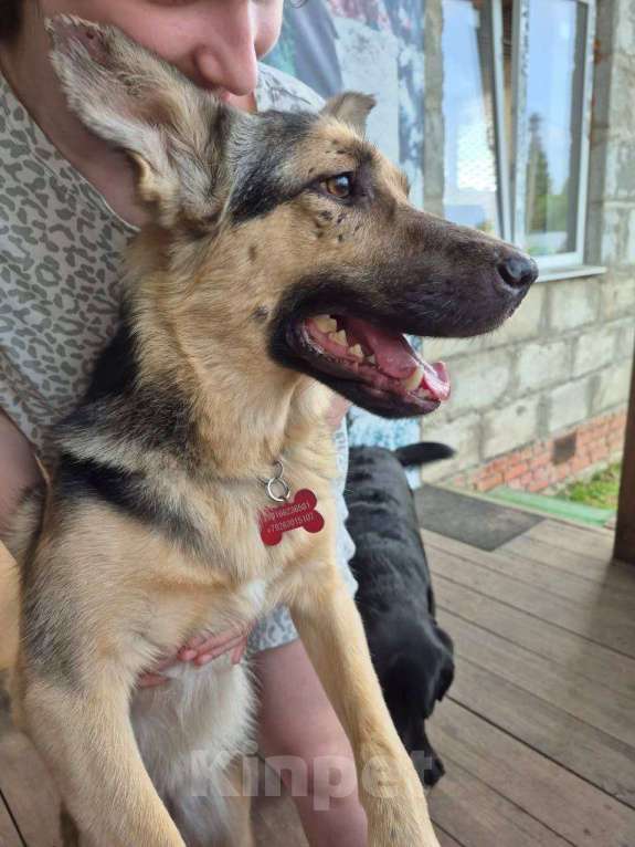 Собаки в Москве: Рокси очень нужен дом Девочка, Бесплатно - фото 2