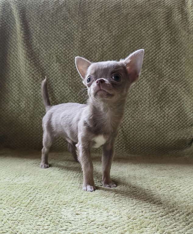 Собаки в других городах Московской области: Арамис Мальчик, 50 000 руб. - фото 4