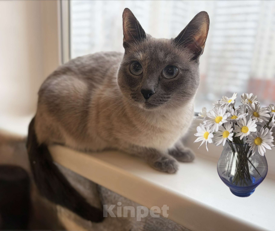 Кошки в Санкт-Петербурге: Кошечка Стася ищет свой дом Девочка, Бесплатно - фото 1