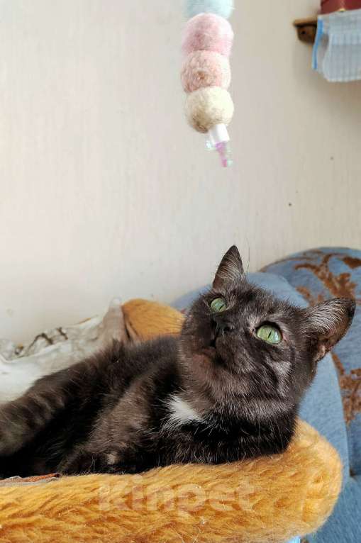 Кошки в Калуге: Кошка-кенгурёшка Фенечка ищет добрые руки. Девочка, Бесплатно - фото 5